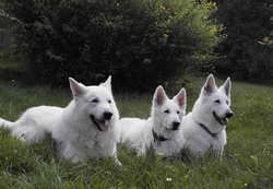Antayo ( 9 Jahre ), Keona ( 12,5 Jahre ), Coralie ( 6 Jahre ) 